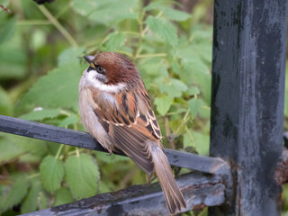 portrait of a sparrow on the fence closeup