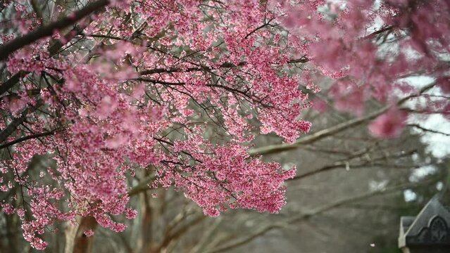 pink cherry blossoms at Congressional cemetery