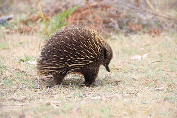Short-beaked Echidna (Tachyglossus aculeatus), Cranbourne Botanic Gardens, Melbourne, Victoria, Australia.