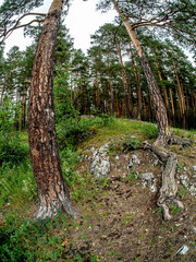 Fototapeta premium tree roots on the edge of a stone hill in the forest