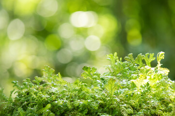 Selaginella trees on nature bokeh background.