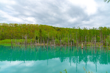 Blue pond (Aoiike) with reflection of tree in summer, located near Shirogane Onsen in Biei Town, Hokkaido, Japan 