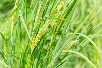 Green rice Baby Jasmine rice grown in Asian Country rice field closeup fresh food nature landscape