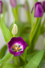 Fototapeta na wymiar Detailaufnahme einer Tulpenblüte