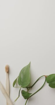 Vertical video of close up of toothbrushes, plants and copy space on white background