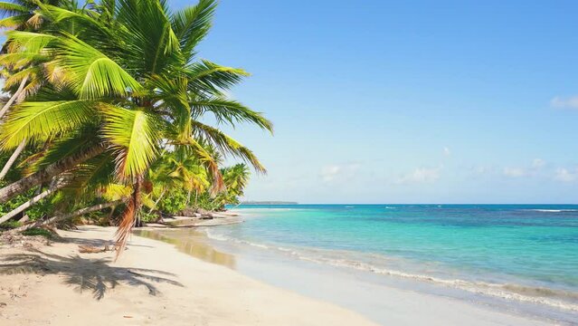 Amazing beach background with vibrant palm trees and turquoise ocean. Sea resort on a paradise island. Ideal natural landscape for summer holidays. Landscape of the Caribbean coast.