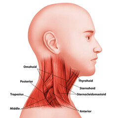 Anatomy neck muscles area lateral