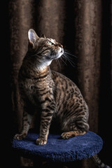 Fototapeta na wymiar Photo of a Bengal cat