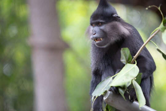 Black Crested Mangabey