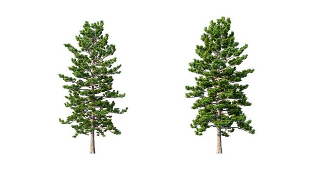 Growing trees isolated with alpha.3D animation growth grow from small to large, Scots Pine trees animate in the wind include alpha channel tree. Tree isolated Separated with alpha channels