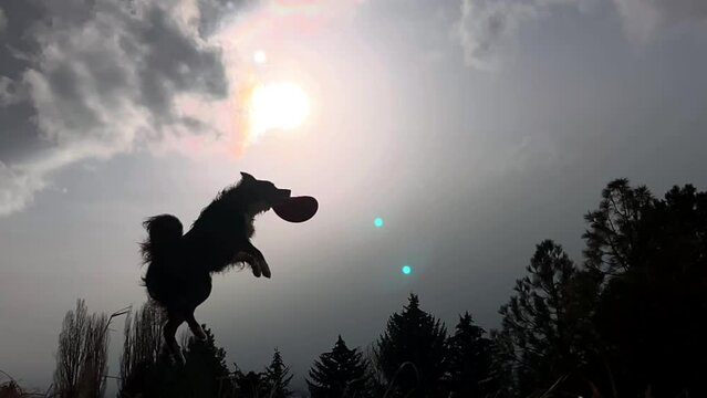 Dog catching frisbee in the air.  Silhouette.  Super slow motion.