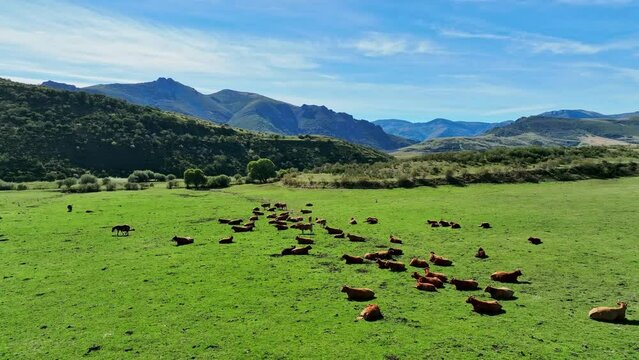 Diary livestock grazing with wild horses at Cubillas de Arbas Spain
