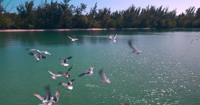birds flying over the water in a bay in Miami