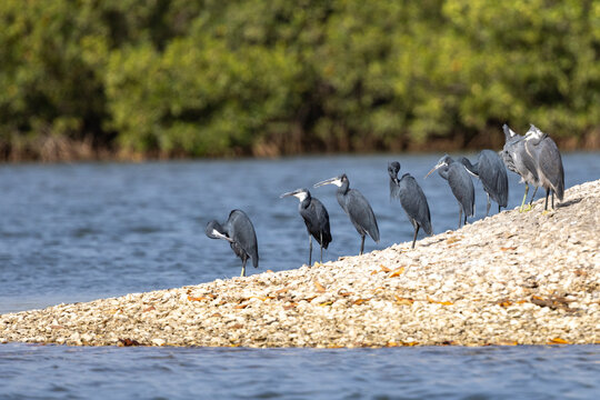 Eine Gruppe K&uuml;stenreiher freigestellt auf einer kleinen Insel im Nationalpark La Somone im Senegal