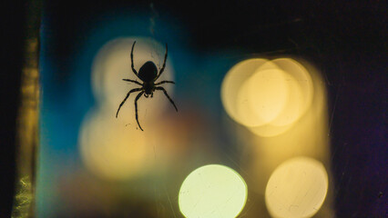 Eine Spinne mit dem Leuchten der Stadt im Hintergrund.