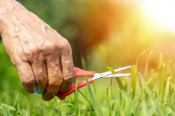 the gardener mows the lawn with scissors