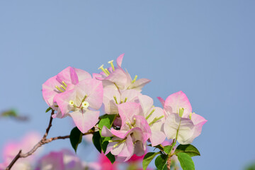 Bougainvillea blooms on the balcony of the building.