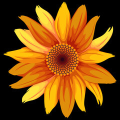 yellow bright blooming sunflower vector illustration