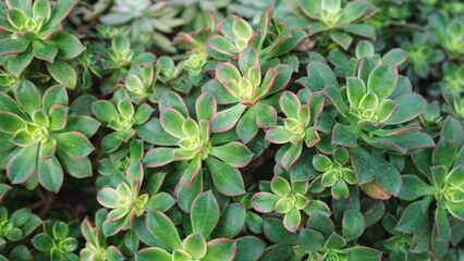 Echeveria, Succulents plants in botanic garden