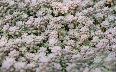 Fuzzy Wuzzy, Succulents plants in botanic garden