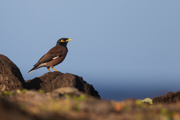 Myna Bird on the rocks.
