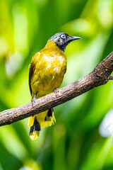 The black-headed bulbul (Brachypodius melanocephalos)