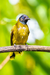 The black-headed bulbul (Brachypodius melanocephalos)