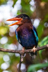 The Javan kingfisher (Halcyon cyanoventris), sometimes called the blue-bellied kingfisher or Java kingfisher
