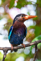 The Javan kingfisher (Halcyon cyanoventris), sometimes called the blue-bellied kingfisher or Java kingfisher