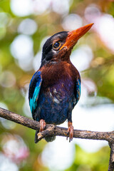 The Javan kingfisher (Halcyon cyanoventris), sometimes called the blue-bellied kingfisher or Java kingfisher