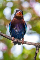 The Javan kingfisher (Halcyon cyanoventris), sometimes called the blue-bellied kingfisher or Java kingfisher