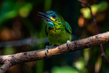 The yellow-eared barbet (Psilopogon australis) is an Asian barbet native to Java and Bali