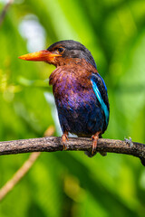 The Javan kingfisher (Halcyon cyanoventris), sometimes called the blue-bellied kingfisher or Java kingfisher