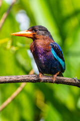 The Javan kingfisher (Halcyon cyanoventris), sometimes called the blue-bellied kingfisher or Java kingfisher
