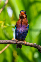 The Javan kingfisher (Halcyon cyanoventris), sometimes called the blue-bellied kingfisher or Java kingfisher