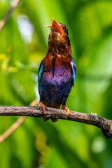 The Javan kingfisher (Halcyon cyanoventris), sometimes called the blue-bellied kingfisher or Java...