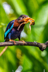 The Javan kingfisher (Halcyon cyanoventris), sometimes called the blue-bellied kingfisher or Java...
