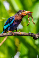 The Javan kingfisher (Halcyon cyanoventris), sometimes called the blue-bellied kingfisher or Java kingfisher