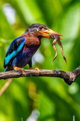 The Javan kingfisher (Halcyon cyanoventris), sometimes called the blue-bellied kingfisher or Java kingfisher