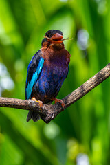 The Javan kingfisher (Halcyon cyanoventris), sometimes called the blue-bellied kingfisher or Java kingfisher