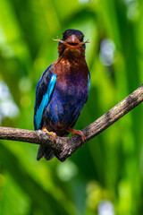 The Javan kingfisher (Halcyon cyanoventris), sometimes called the blue-bellied kingfisher or Java kingfisher