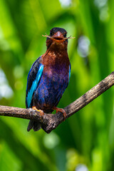The Javan kingfisher (Halcyon cyanoventris), sometimes called the blue-bellied kingfisher or Java kingfisher