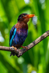 The Javan kingfisher (Halcyon cyanoventris), sometimes called the blue-bellied kingfisher or Java kingfisher