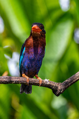 The Javan kingfisher (Halcyon cyanoventris), sometimes called the blue-bellied kingfisher or Java kingfisher