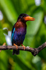 The Javan kingfisher (Halcyon cyanoventris), sometimes called the blue-bellied kingfisher or Java kingfisher