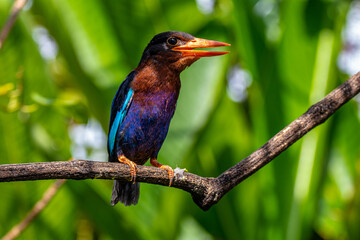 The Javan kingfisher (Halcyon cyanoventris), sometimes called the blue-bellied kingfisher or Java kingfisher