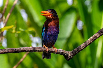 The Javan kingfisher (Halcyon cyanoventris), sometimes called the blue-bellied kingfisher or Java kingfisher