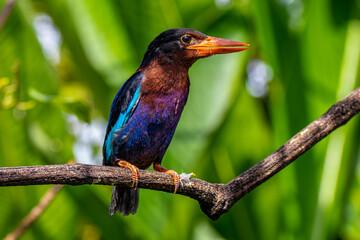 The Javan kingfisher (Halcyon cyanoventris), sometimes called the blue-bellied kingfisher or Java kingfisher