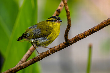 The mountain leaf warbler (Phylloscopus trivirgatus) is a songbird species from the leaf warbler family (Phylloscopidae)