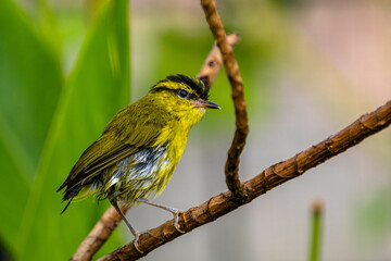The mountain leaf warbler (Phylloscopus trivirgatus) is a songbird species from the leaf warbler family (Phylloscopidae)